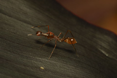 Myrmaplata plataleoides