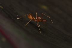 Myrmaplata plataleoides