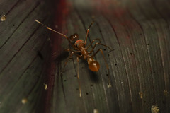 Myrmaplata plataleoides