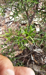 Grevillea triternata