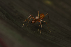 Myrmaplata plataleoides