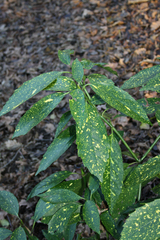 Aucuba japonica
