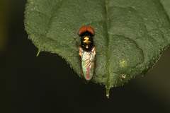 Microchrysa