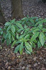 Aucuba japonica