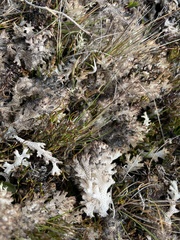 Pulchrocladia retipora