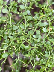 Everistia vacciniifolia
