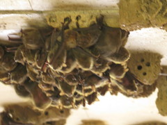 Vespadelus troughtoni