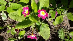 Primula