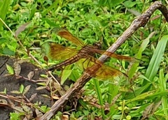 Neurothemis ramburii