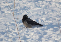 Corvus cornix