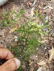 Grevillea triternata