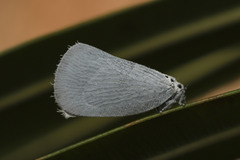 Adelidoria glauca