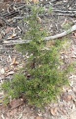 Grevillea triternata