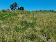 Agapanthus campanulatus