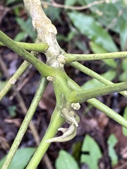 Melicope semecarpifolia