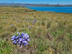 Agapanthus campanulatus
