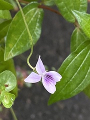 Viola arcuata