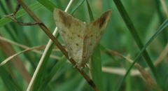 Evergestis extimalis