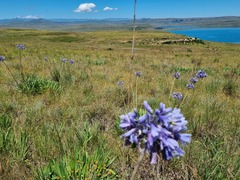 Agapanthus campanulatus