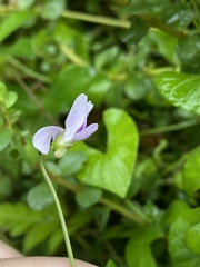 Viola arcuata