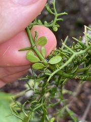Everistia vacciniifolia