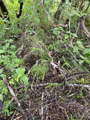 Everistia vacciniifolia