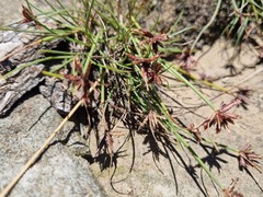Cyperus rupestris