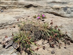 Cyperus rupestris