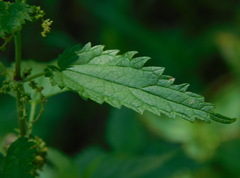 Urtica galeopsifolia