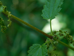 Urtica galeopsifolia