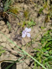 Dianthus mooiensis