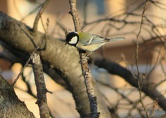 Parus minor
