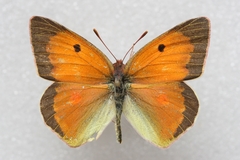 Colias thisoa
