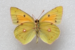 Colias thisoa