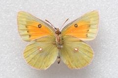 Colias thisoa