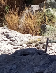Acanthocercus atricollis