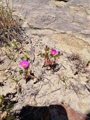 Oxalis obliquifolia