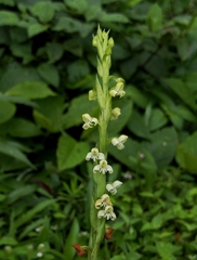 Habenaria brachyphylla