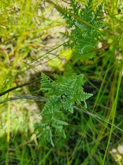 Artemisia afra