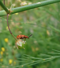 Crioceris duodecimpunctata
