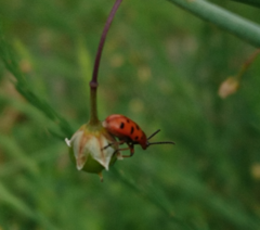 Crioceris duodecimpunctata