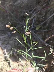 Polygala tenuifolia