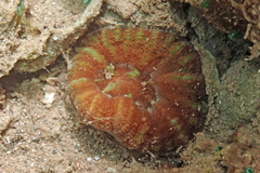 Micromussa pacifica
