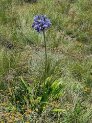 Agapanthus campanulatus