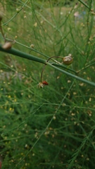 Crioceris duodecimpunctata