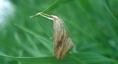 Evergestis forficalis