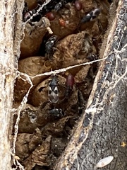 Oxycarenus luctuosus