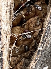 Oxycarenus luctuosus