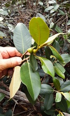 Ficus rubiginosa