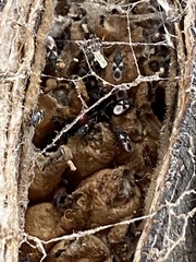 Oxycarenus luctuosus